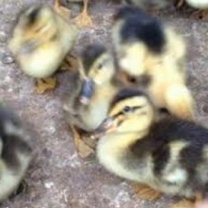 Lal ordek balalari satiram 2.50