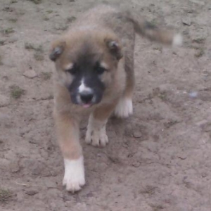 temiz coban kucuyidi bir ay 8 gunliydi uwaqmuwaq n