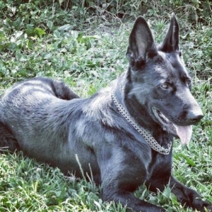 Восточный Европейски Овчар