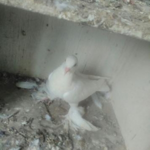 Xezer rayonu,buzovna qesebesi.