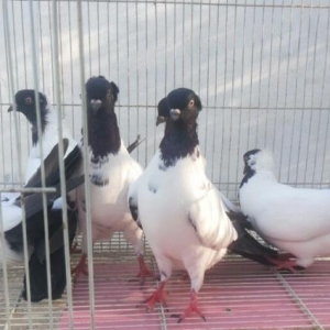 manax qaraba§ göyercinler satilir..