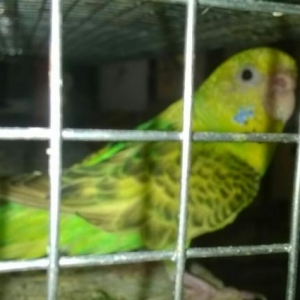 Quslar üçün  yuvalar satilir