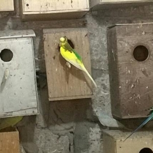 Quslar üçün  yuvalar satilir