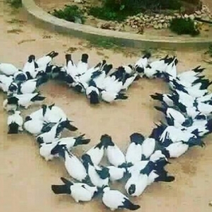 manax qaraba§ göyercinler satilir..