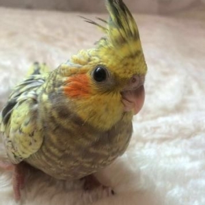 продаётся попугай карелла,�