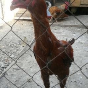 təmiz gan brama və heyrati becəlıri.