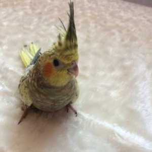 продаётся попугай карелла,двух месячный