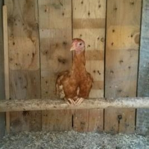 Temiz qan brama ve heyrati beceleri