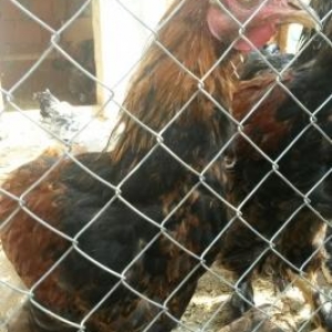 təmiz gan brama və heyrati becəlıri.