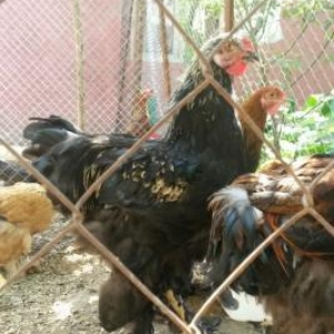 Temiz qan brama ve heyrati beceleri