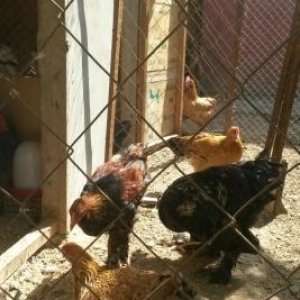 təmiz gan brama və heyrati becəlıri.