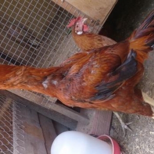 Temiz qan brama ve heyrati beceleri