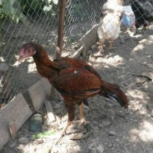 Temiz qan brama ve heyrati beceleri