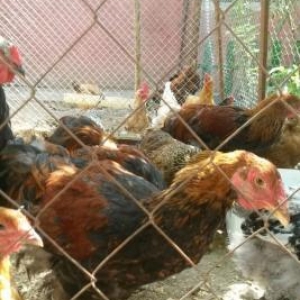 Temiz qan brama ve heyrati beceleri