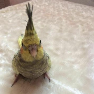 продаётся попугай карелла,двух месячный