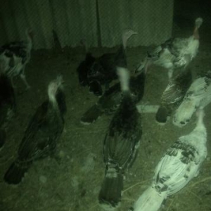 Tam sağlam heyvanlardır yarım kq–1kq