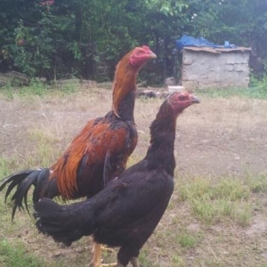 indonez cins heyrari bece fere