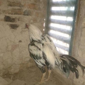 damazlik rastovdan gelmiş 4.400 cekisi var