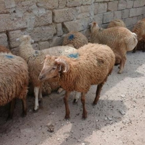 Qurbanliq Berde Beyleqan Quzulari