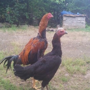 indonez cins heyrari bece fere