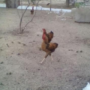 xoruz ve lal őrdek satlllr