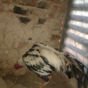 damazlik rastovdan gelmiş 4.400 cekisi var