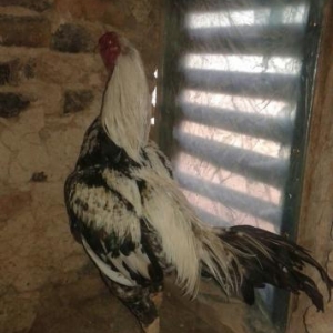 damazlik rastovdan gelmiş 4.400 cekisi var