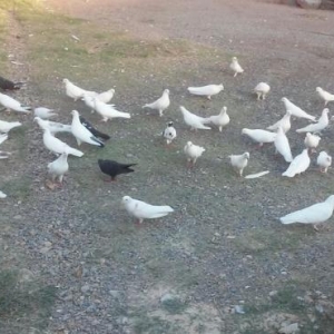 Goyerçınler satılır