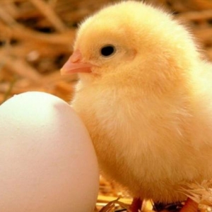 Cuce var isteyen elaqe  saxlaya biler