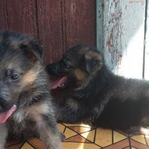 Продаются щенки немецкой овчарки
