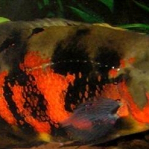 Oskar (Astronotus)