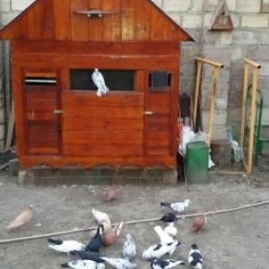 göyercin   hini  ve  göyercinler