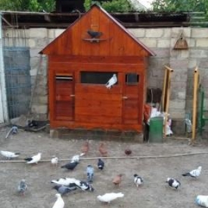 göyercin  hini  ve  göyercinler