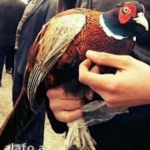 qirqovul qafqaz sortu cutu 70 manat