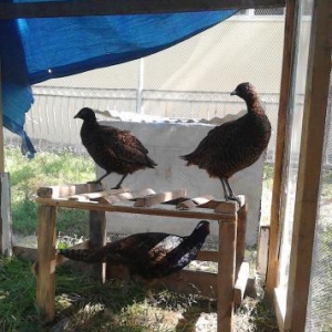 qırqovul satıram 3ü