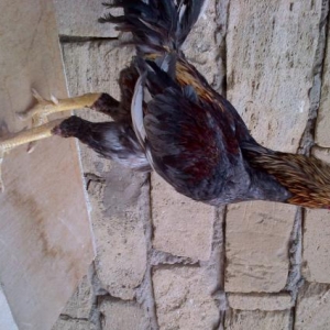 Heyrati pitbulla barter edirem