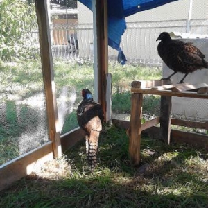 qırqovul satıram 3ü