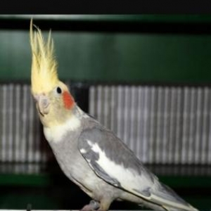 karella tutuquwlari satiram cutduler