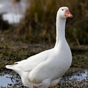 Tecili qaz satilir ucuz