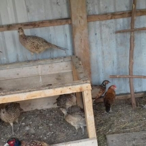 qirqovul qafqaz sortu cutu 70 manat