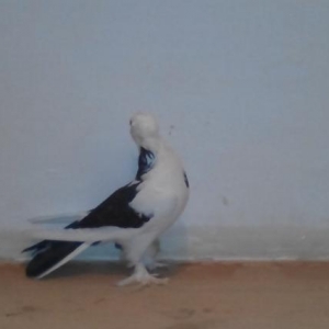 ag bas agquyruq erkey kekilli ayagi leley erkey