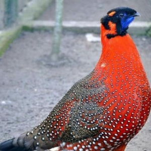 bu qırqovul sortunun cücesi və ya özü