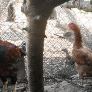 Tovuz quwu ve heyrati