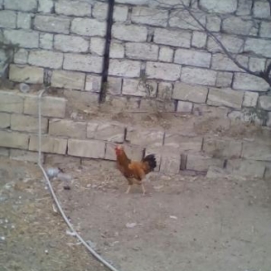 xoruz ve lal dişi ördek satlllr