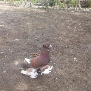 əlavə dovşanlar və göyərçinlərdə var