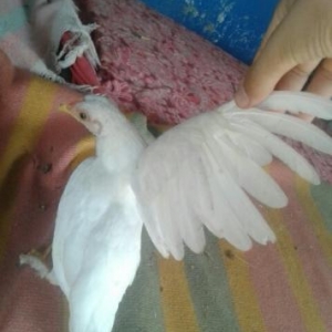 gözel yaponka ela sort hec xesdeliy olmayb kend yaponkasi