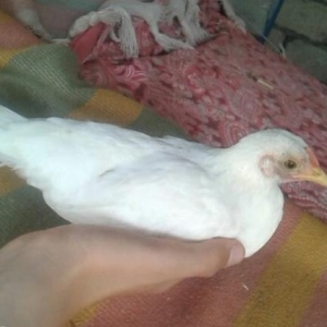 gözel yaponka ela sort hec xesdeliy olmayb kend yaponkasi