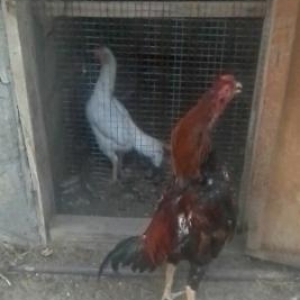 Heyrati xoruz satilir,