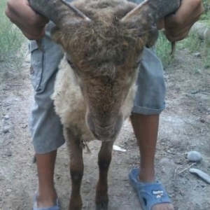 əla erkək quzudur və sevimlidir.Toxumluğa yax�