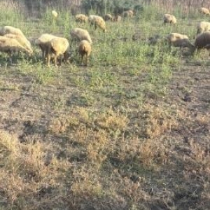 Kənd təsərrüfatı heyvanları